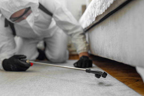 Professional Bed Bug Control technician working in Oquawka, IL